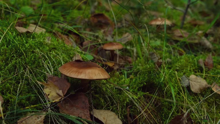 Brown mushroom covered with leaves. Harvesting mushrooms hidden in grass in forest, close up view. Picking poisonous or edible fungi in wood