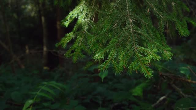 Green fir branch in the forest. Evergreen spruce branch with sunlight in wild woods, beautiful nature scene. Slow motion close up