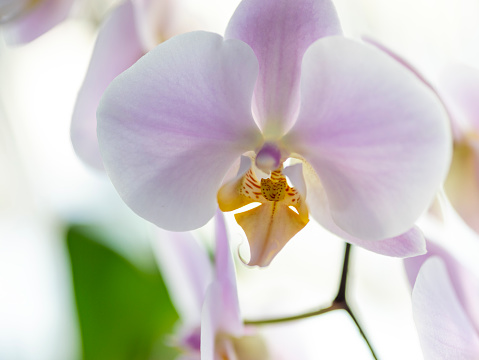 Close up orchid flower