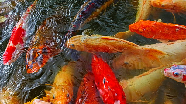 istock Koi fish are fighting for food. 2064415494