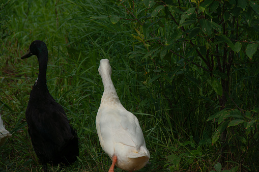 Three Indian Runner Ducks walking away in a grassy field. On a farm during the summer.