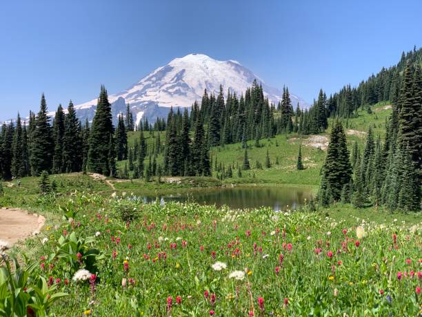 istock Mt Rainier National Park Wildflowers 2064428980