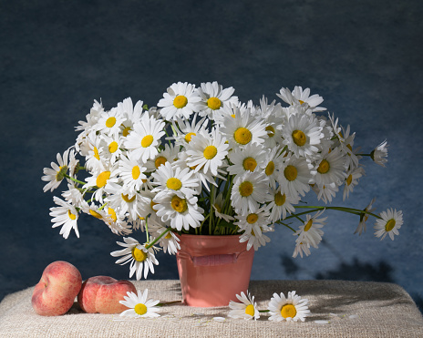 A large bouquet of white daisies in a pink bucket and two peaches. Blue background. Still life
