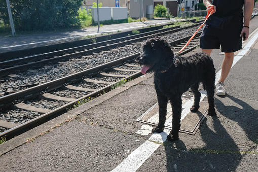 Close-up shot of labradoodle on leash walking with pet owner, next to railroad track at train station.