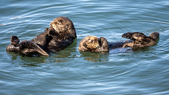 Sea Otters swimming in Morro Bay, Califonria