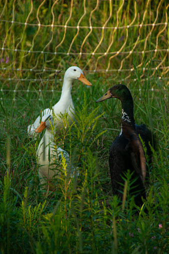 Three Indian Runner Ducks hiding in a grassy field. On a farm at sunset during the summer. An electrical fence is behind them to prevent predators.