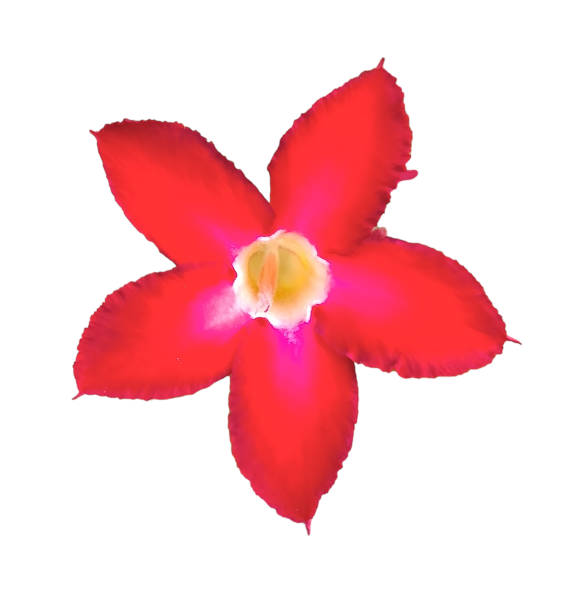 Five-petaled red flowers resembling stars.
