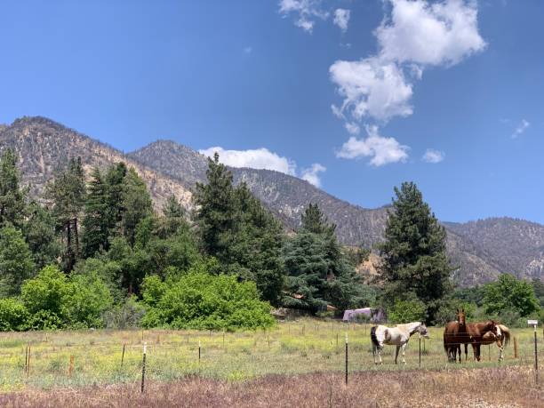 istock California Horses 2064469553