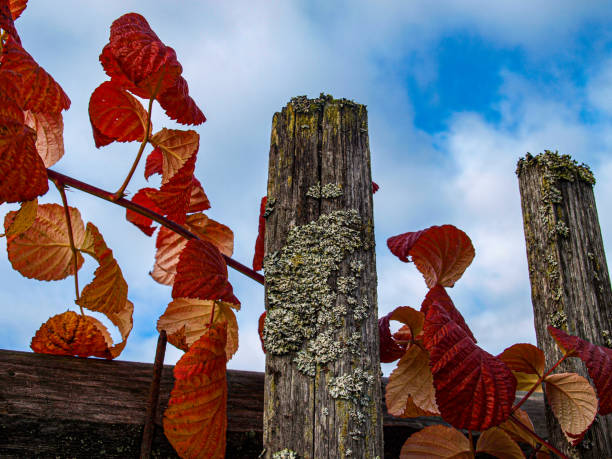 A very old wooden fence with autumn red raspberry leaves against the sky
