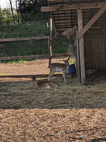 European fallow deer outside on a farm in a pen