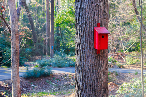 Red birdhouse nailed into a tree in a forest.
