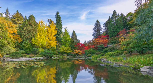 istock Autumn Japanese Maples and reflecting pond 2064551470
