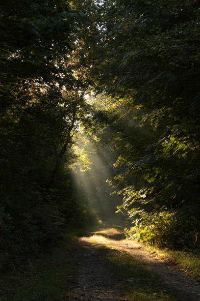 istock Rays of sun on a forest road 2064553017