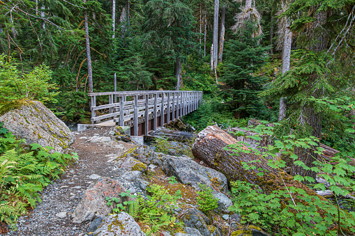 A wooden bridge leads across a stream and into a lush forest. There is adventure to be had where the path leads.