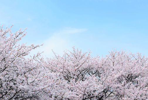 Cherry blossoms in full bloom with beautiful pink