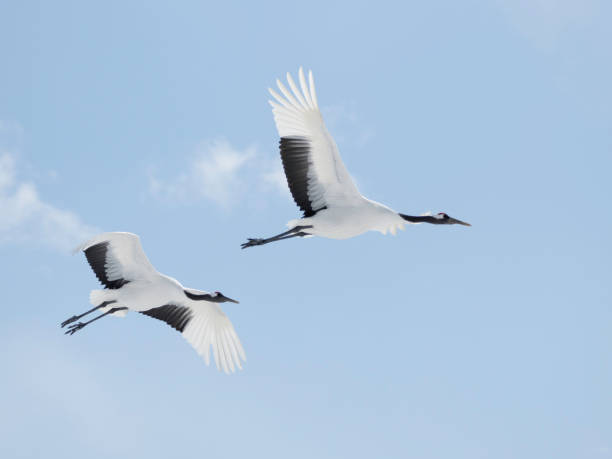 istock Pair of Red-crowned Cranes flying in blue sky 2064622299