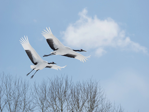 Pair of Red-crowned Cranes flying in blue sky