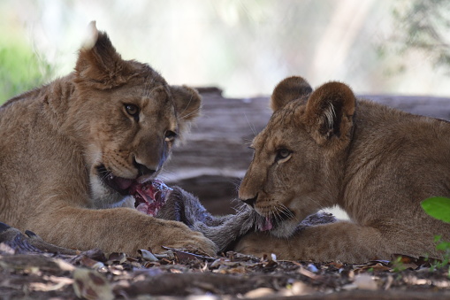 Lion cubs eating in Werribee open range zoo Victoria Australia
