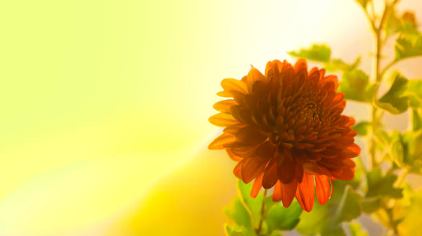 istock Orange flower at sunset sky. Copy space for text 2064661033