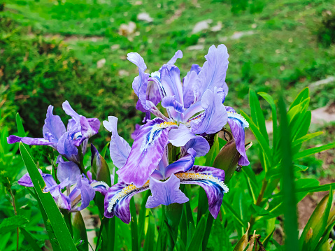 Iris tectorum, subgenus Limniris. Lilac blue to purple meadow flower.