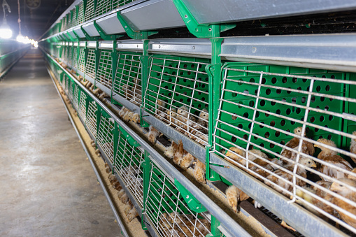 Automated feeding chickens in cage systems within close housing environments.