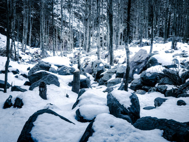 Birch trees. Winter forest. Nature background. Cold weather. Climate. Frost