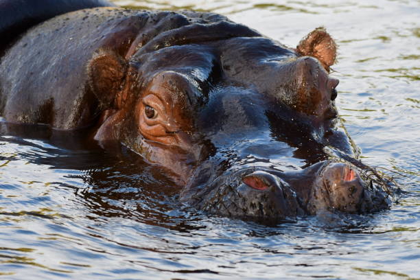 istock Hippopotamus in the water 2064681885