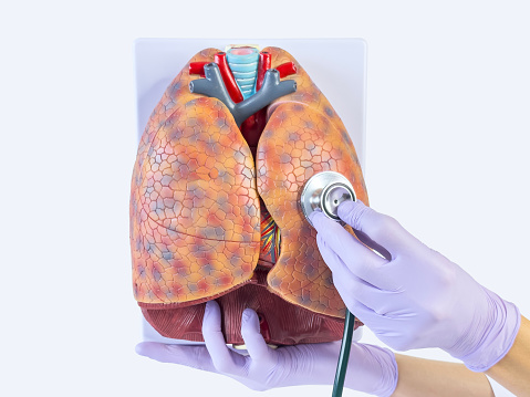 X-ray heart anatomy 3D render CGI