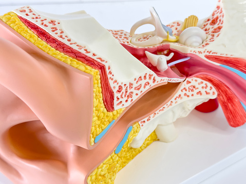 Close up detail of a Human auditory system model with the cochlea