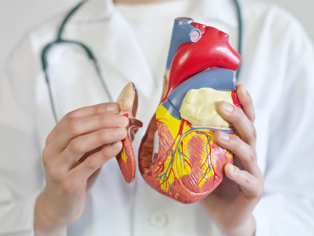 istock Doctor holding a human heart 2064685505