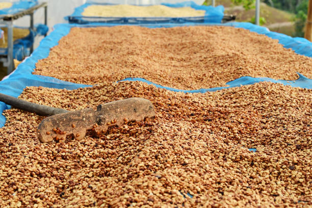 istock Close up of coffee beans drying 2064687087