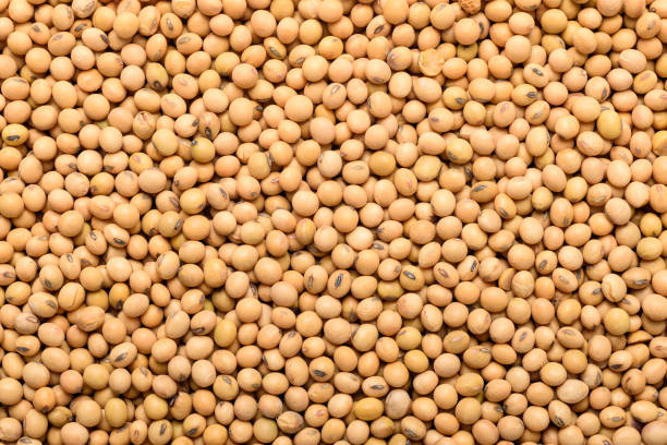 Soybean seeds, an ingredient for making vegetarian and healthy food. Close-up image of food background texture stock photo