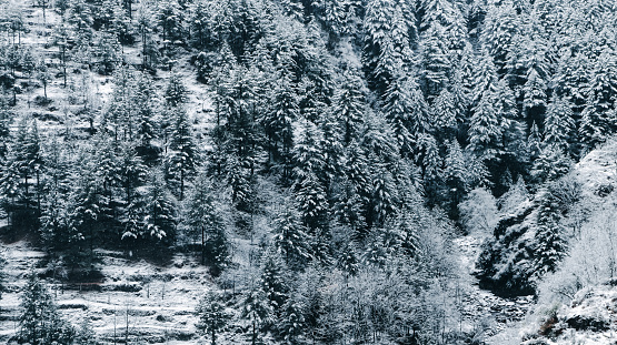 Thick forest covered with snow in the winter. Winter snowy background