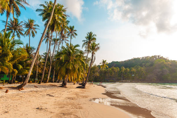 istock Beach and coconut trees with beautiful morning view on the island 2064718955