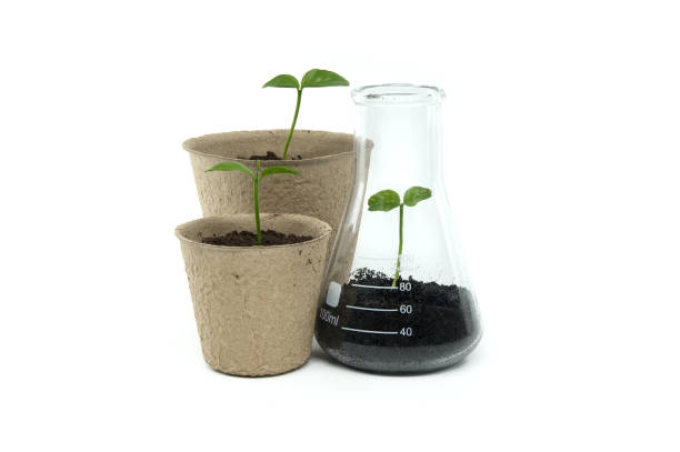 istock Sprouting from pot and conical glass flask with green plant 2064723639