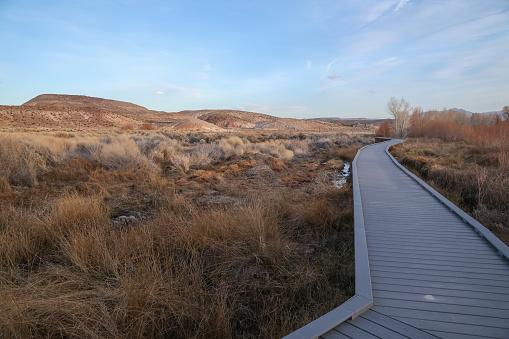 Beatty, United States – March 01, 2024: The Nature Conservancy's Torrance Ranch Preserve in Nye County, Nevada offers an easy hike along the wetlands Boardwalk Trail