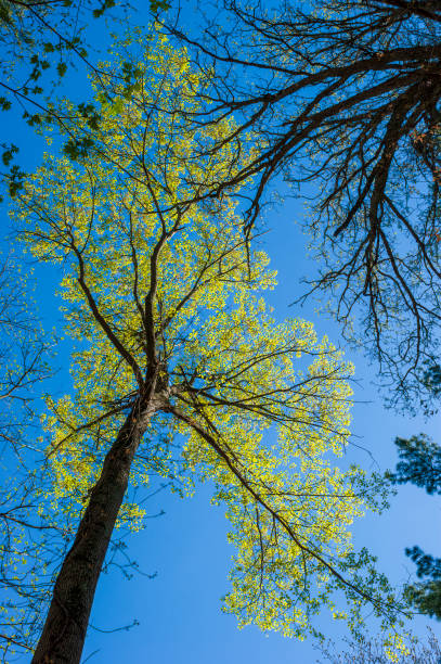 copa de árvore com folhagem primaveril contra um céu azul. reserva do parque cutler, needham, massachusetts, eua. - treetop sky tree tree canopy - fotografias e filmes do acervo