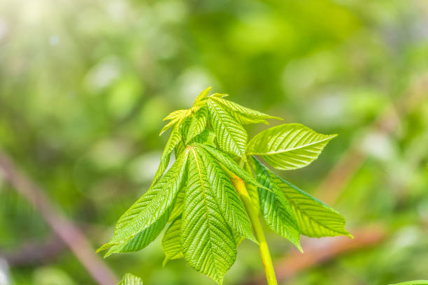 Green Chestnut Leaves in beautiful light. Spring season, spring colors. Aesculus hippocastanum, the horse chestnut