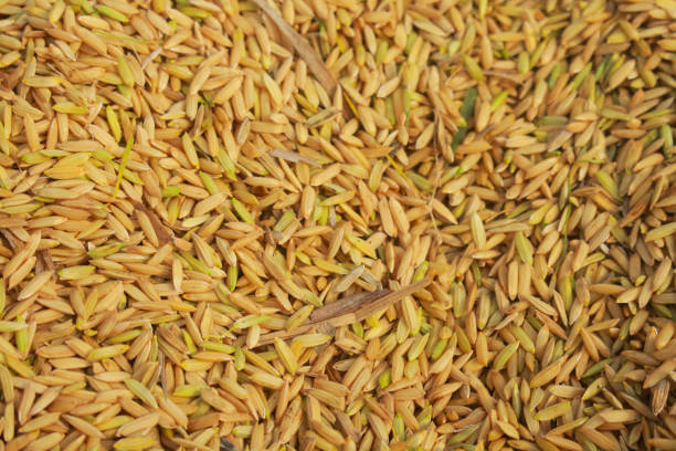 Top view of paddy rice or rice seed on background. Yellow paddy jasmine rice for background.