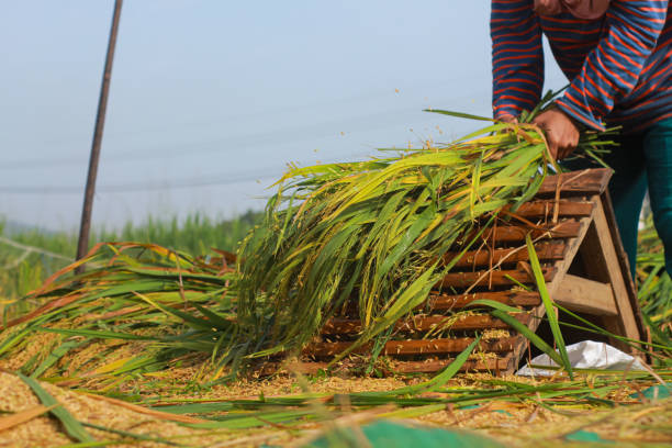 Luannan, October 18, 2012: Farmers were carrying straw in the rice fields, in October 18, 2012, Luannan County, china.\
