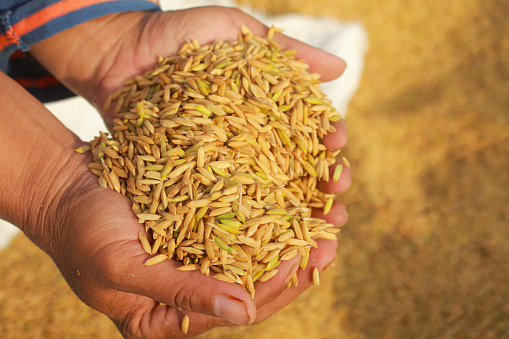 Top view and close up of paddy seeds in the hands of farmers after harvesting in Asia, Indonesia. Golden yellow paddy in hand.