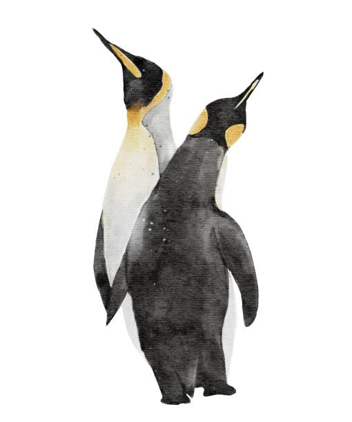 ilustrações de stock, clip art, desenhos animados e ícones de a watercolor painting of couple king penquins isolated on background - penguin animal white background king penguin