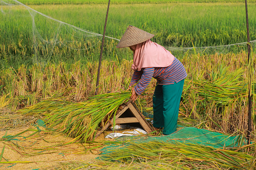 Mid adult women of Indian ethnicity winnowing/cleaning wheat grain at home.