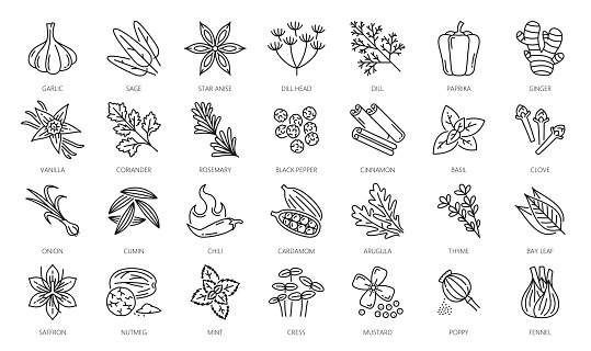 Spice, herbs and seasonings outline icons. Garlic, sage, star anise, dill head and paprika, ginger, vanilla, coriander, rosemary, black pepper and cinnamon, basil, clove, onion thin line vector icons