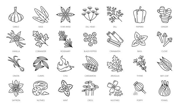 Spice, herbs and seasonings outline icons set Spice, herbs and seasonings outline icons. Garlic, sage, star anise, dill head and paprika, ginger, vanilla, coriander, rosemary, black pepper and cinnamon, basil, clove, onion thin line vector icons saffron plant stock illustrations