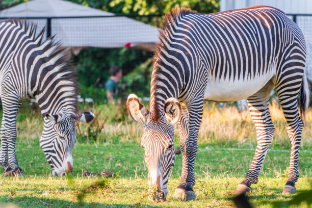 istock Grevy's zebra, lat Equus grevyi, also known as the imperial zebra eats green grass. 2064818001