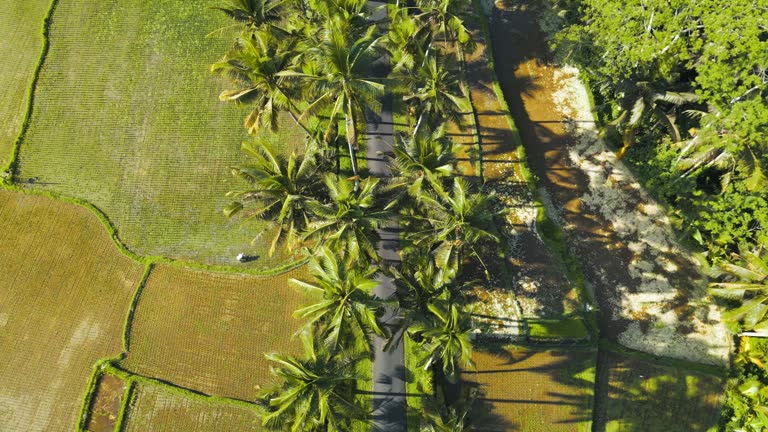 Aerial view of road through rice plantations