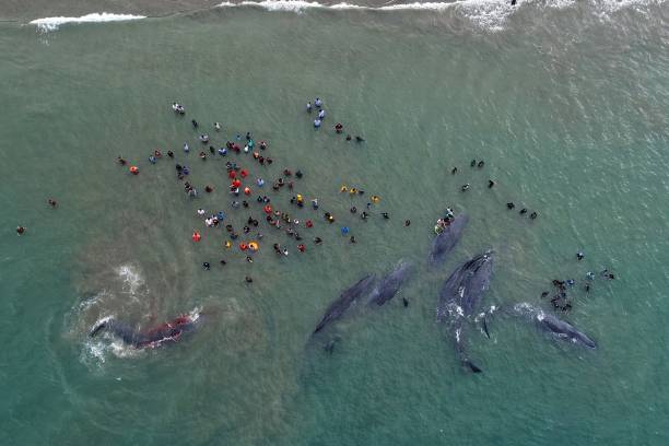 aerial view of a stranded and injured sperm whale - whale sperm whale beached dead animal zdjęcia i obrazy z banku zdjęć