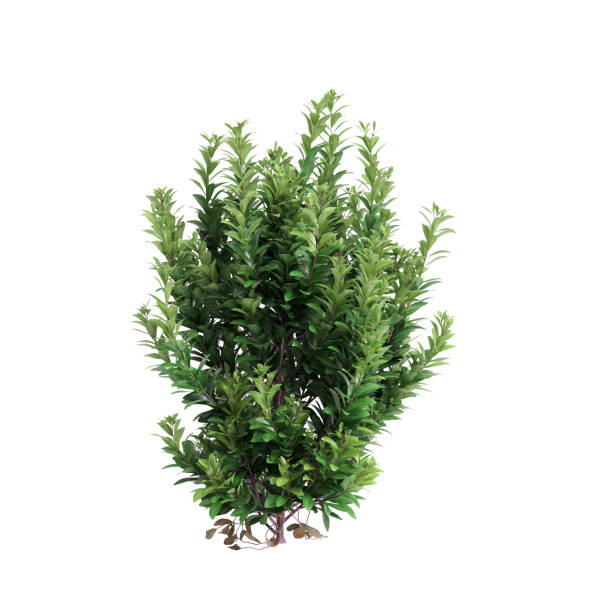 istock 3d illustration of set Illicium bush isolated on white background 2064844626