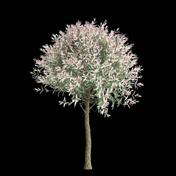 istock 3d illustration of Salix integra tree isolated on black background 2064847246